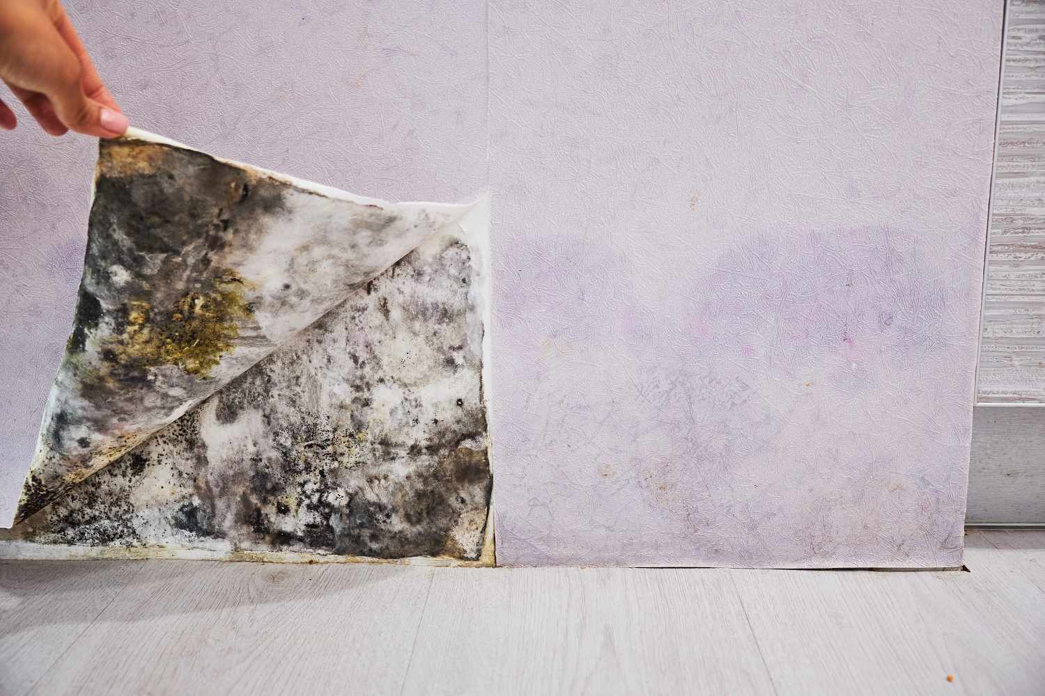 Enhancing Home and Business Safety with Premier Mold Remediation and Moisture Control Services in Tampa