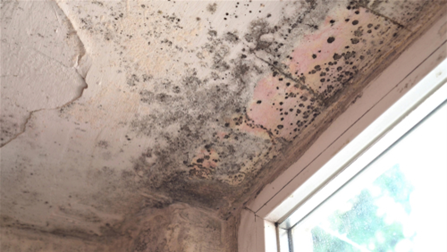 Protect Your Home with Premier Mold Removal Services in Wilmington